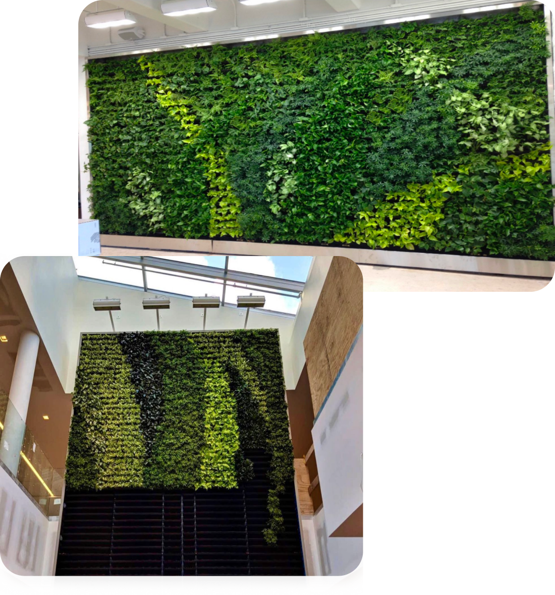 Two pictures of a Living green wall in a Vermont building.