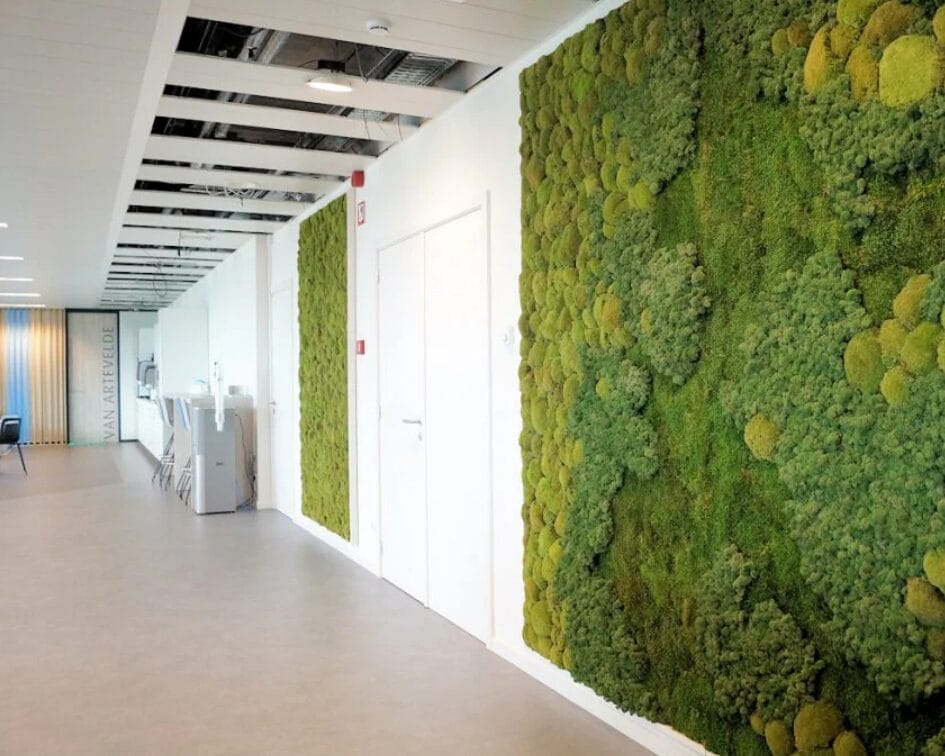 GreenMountain GreenWalls - Green Innovation of Moss Wall Panels; Magic of Moss Wall Panels