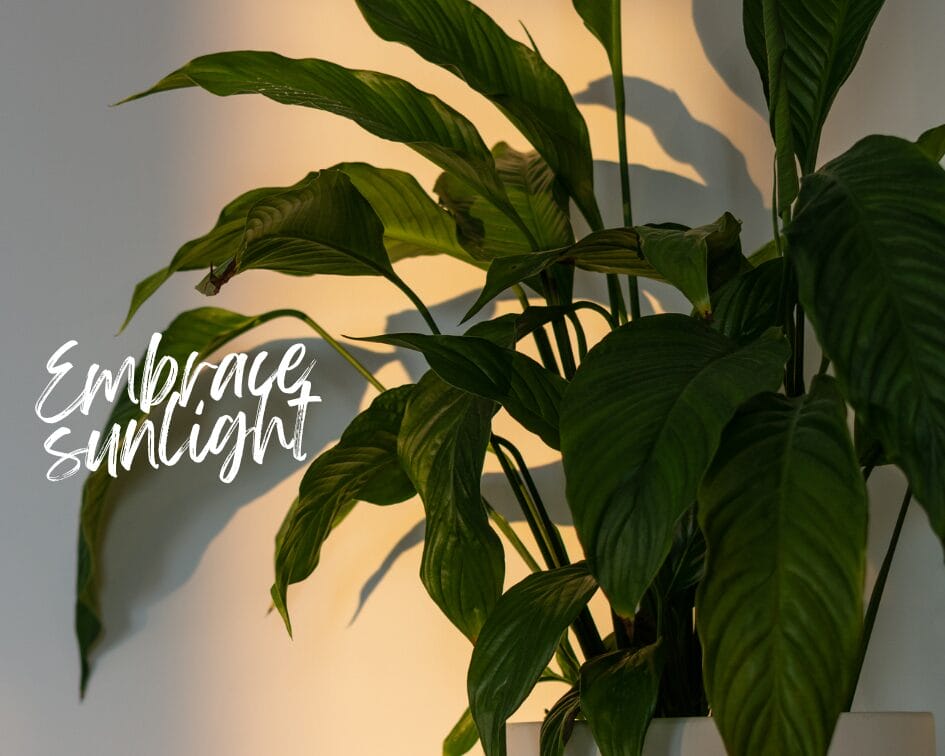 GreenMountain GreenWalls - Shedding Light on Indoor Plants