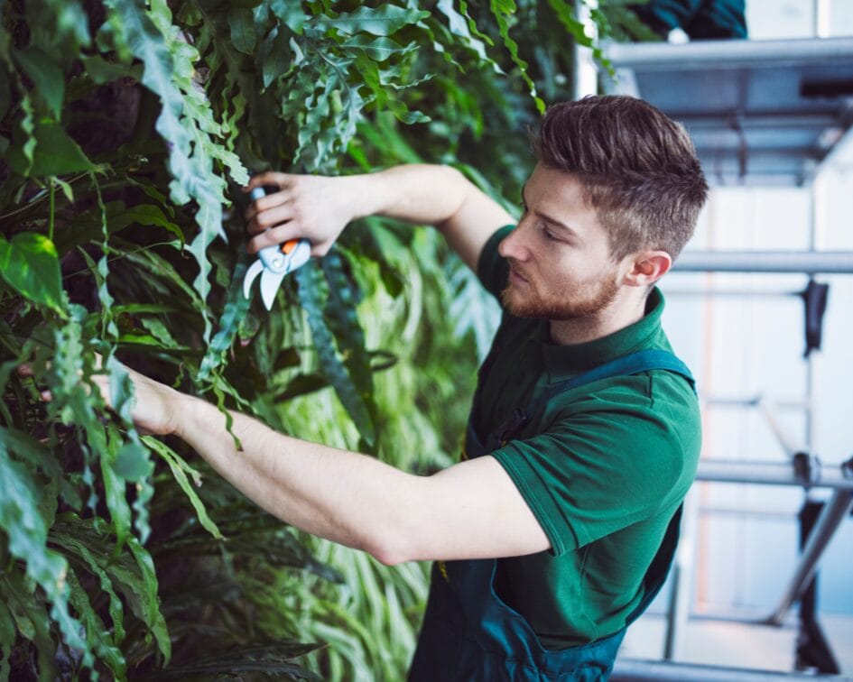 A man fixing a living plant wall